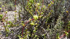Crassula subaphylla subaphylla