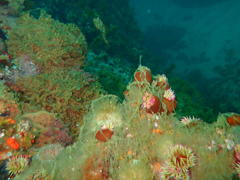 Pseudactinia flagellifera