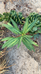 Magnoliopsida