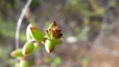 Crassula subaphylla subaphylla
