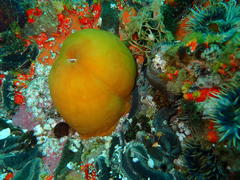 Pseudactinia flagellifera