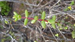 Crassula subaphylla subaphylla