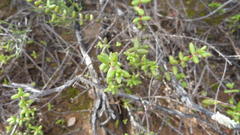 Crassula subaphylla subaphylla