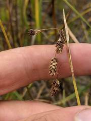 Carex magellanica