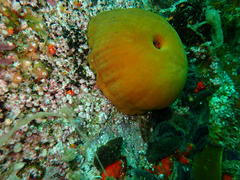 Pseudactinia flagellifera