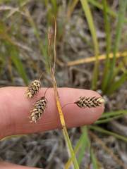 Carex magellanica