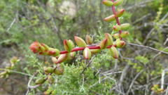 Crassula subaphylla subaphylla
