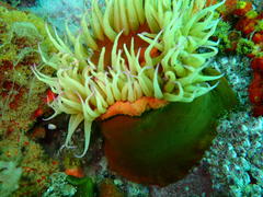 Pseudactinia flagellifera