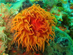 Pseudactinia flagellifera