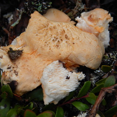 Hydnum oregonense