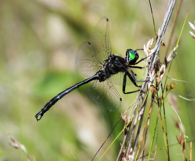 Clamptipped Emerald from Clark County, OH, USA on September 10, 2021