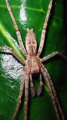 Anyphaena numida
