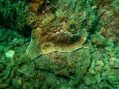 Leptoseris explanata