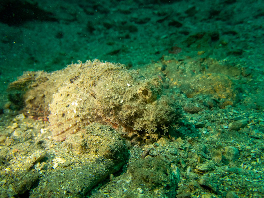 Rama Rao's Scorpionfish