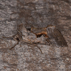 Autographa ampla