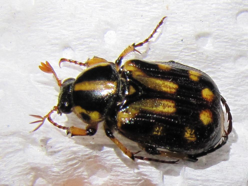 Zebra Wood Chafer