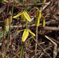 Albuca flaccida