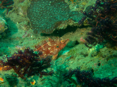 Pteragogus enneacanthus