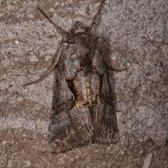 Autographa ampla