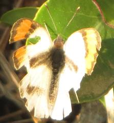 Colotis euippe omphale