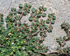 Euphorbia serpens