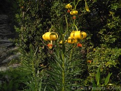 Lilium pyrenaicum
