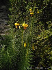 Lilium pyrenaicum