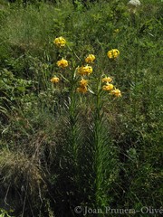 Lilium pyrenaicum