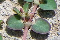 Euphorbia serpens