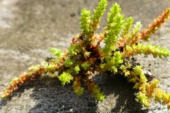 Crassula alata