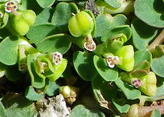 Euphorbia serpens