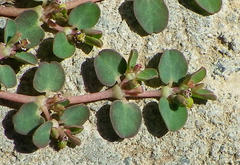 Euphorbia serpens