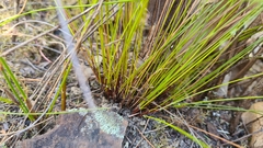Schoenus ericetorum