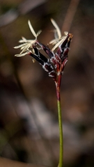 Schoenus ericetorum