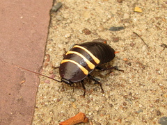 Cosmozosteria zonata