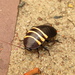 Northern Banded Cockroach - Photo (c) Richard D Reams, some rights reserved (CC BY-NC), uploaded by Richard D Reams