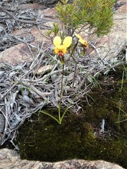 Diuris hazeliae