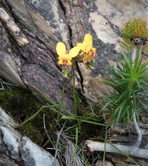 Diuris hazeliae