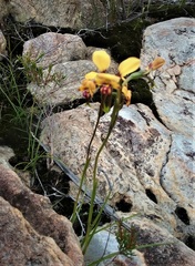 Diuris hazeliae