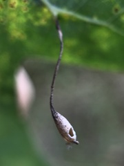 Meteorus pulchricornis