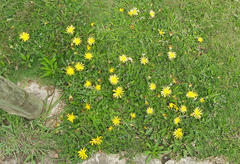 Arctotis arctotoides