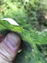 Meteorus pulchricornis