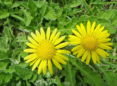 Arctotis arctotoides