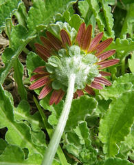 Arctotis arctotoides