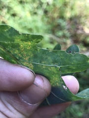 Meteorus pulchricornis