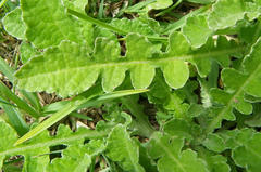 Arctotis arctotoides