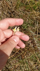 Linaria polygalifolia polygalifolia