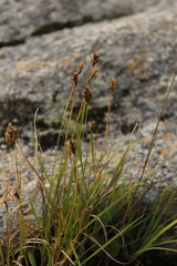 Divisae
