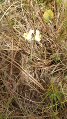 Linaria polygalifolia polygalifolia