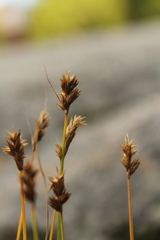 Divisae